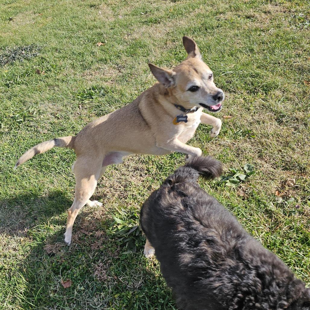 Sudds, Adoptable, Senior Male Carolina Dog & Mixed Breed.