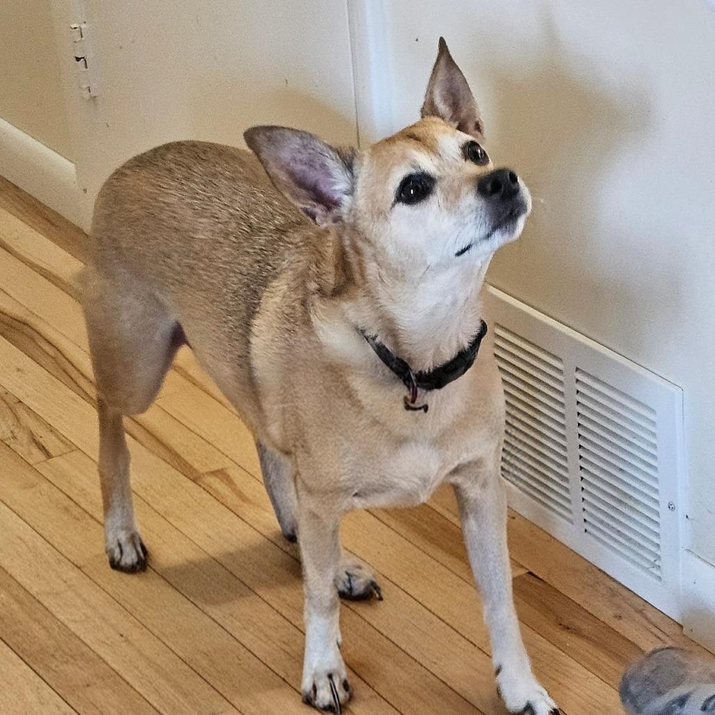 Enlarge Sudds, a Adoptable mixed breed in Toms Brook, VA image 2/2