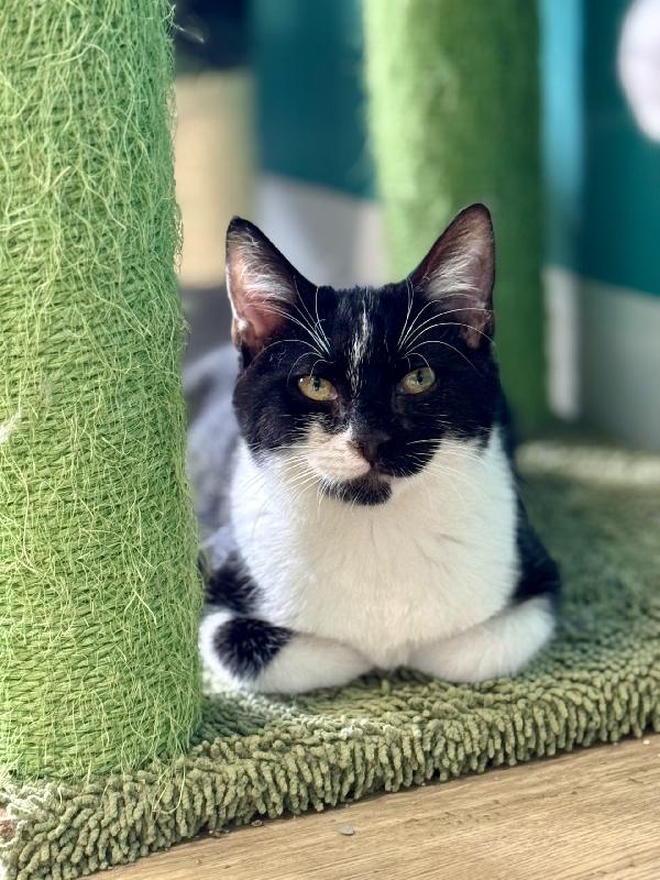 FRITZY, Adoptable, Young Male Tuxedo.