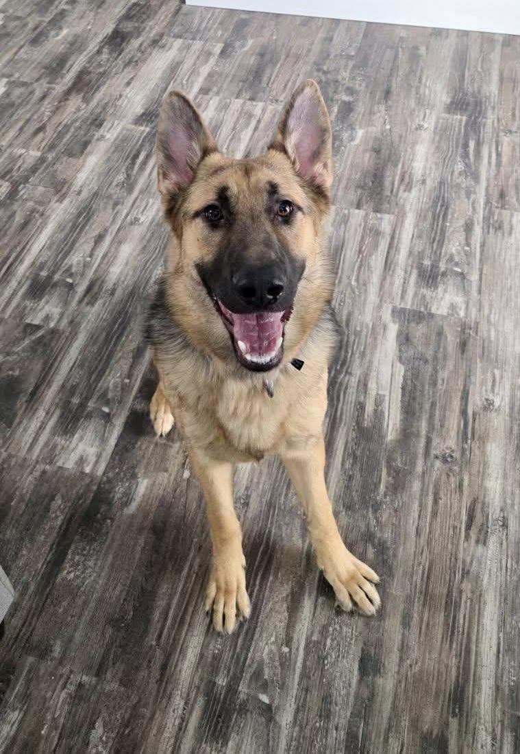 Bear, ADOPTABLE, Young Male Mixed Breed.