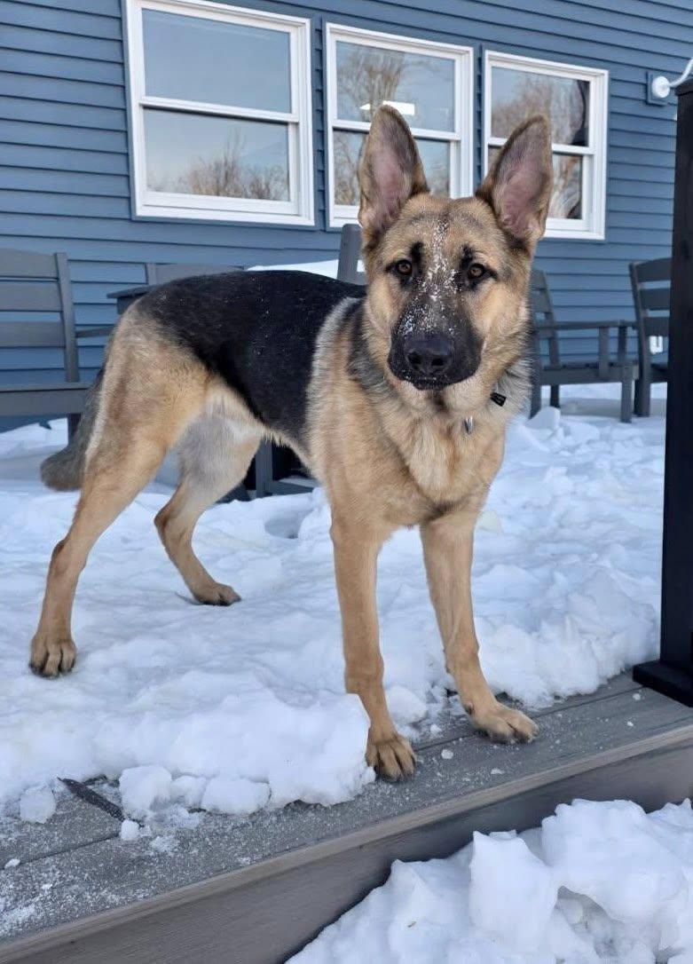 Enlarge Bear, a ADOPTABLE Mixed Breed in Ronkonkoma, NY image 2/2