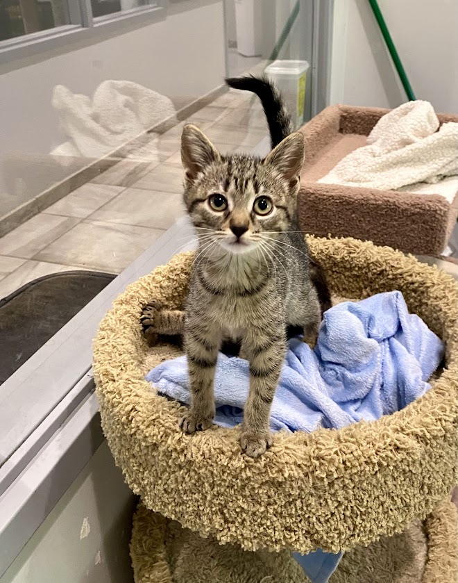 Kittens (Male AND Female)