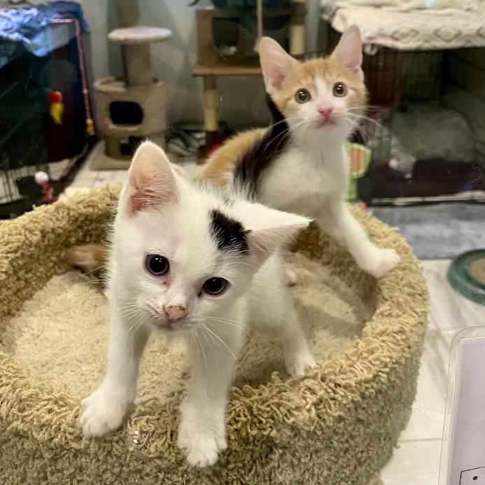 Kittens (Male AND Female) photo 3