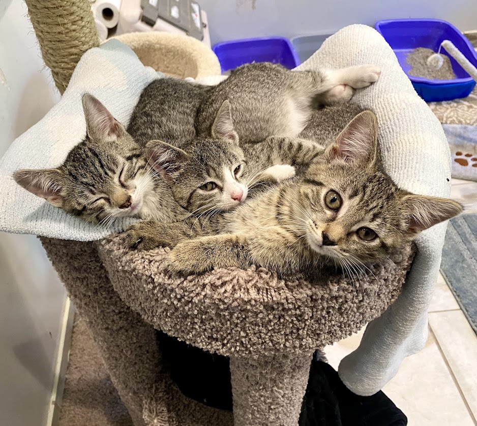Kittens (Male AND Female), Baby Male Domestic Short Hair