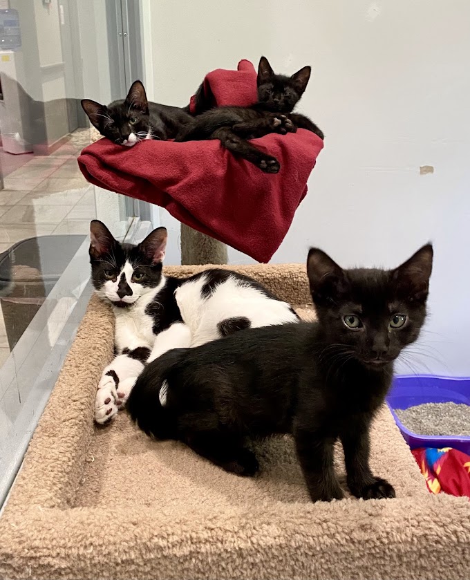 Kittens (Male AND Female)