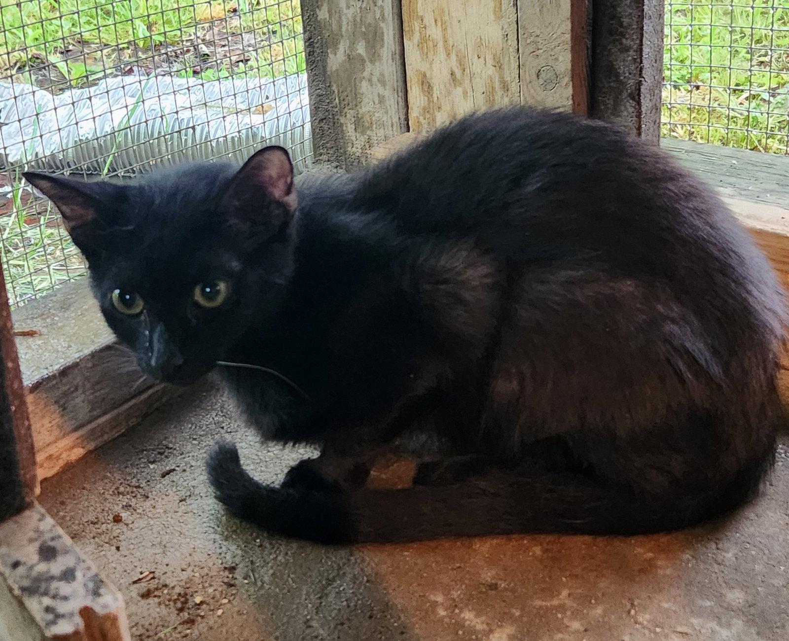 Enlarge Prez, a Adoptable Domestic Short Hair in Crossville, TN image 1/3