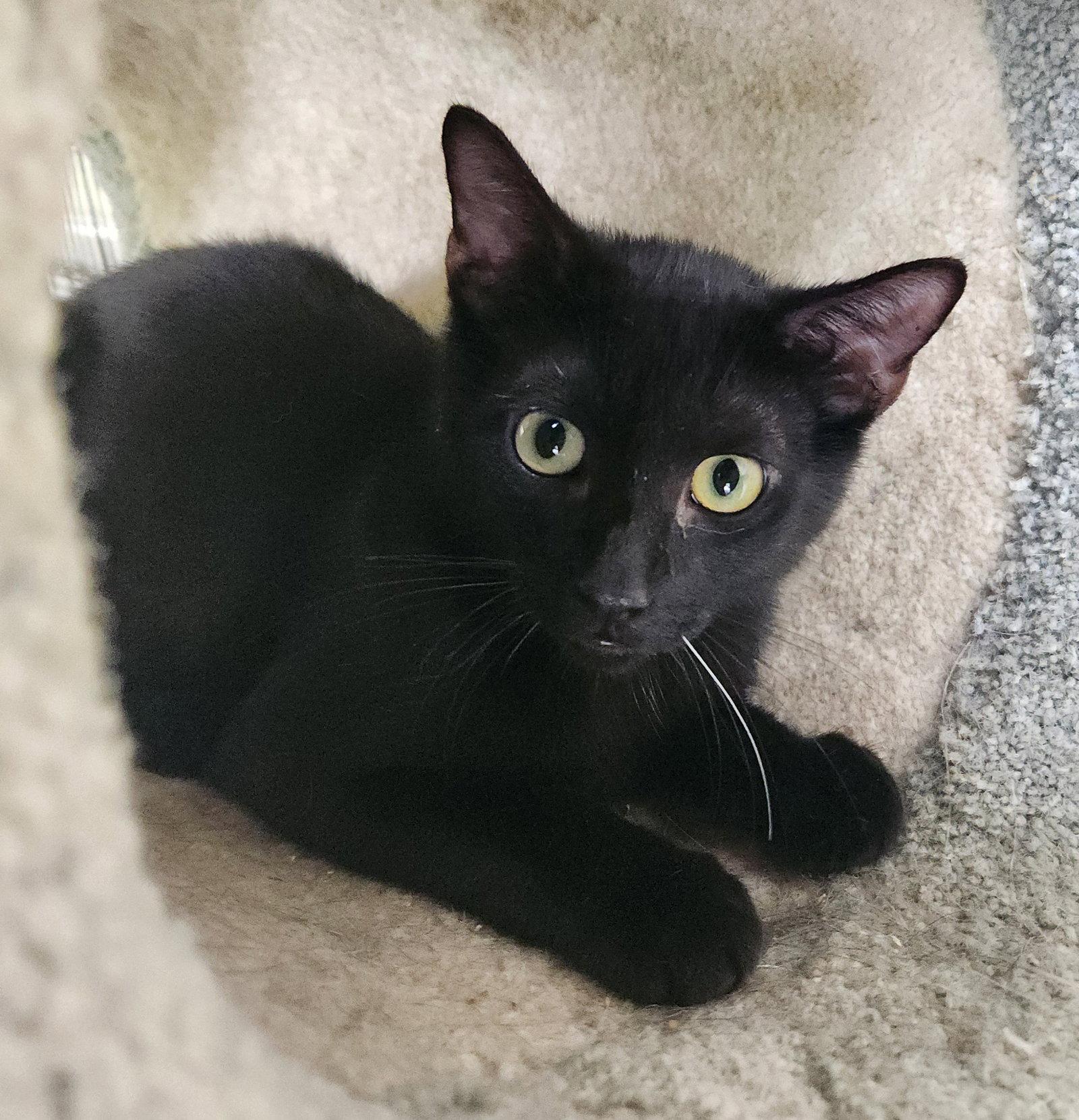 Enlarge Prez, a Adoptable Domestic Short Hair in Crossville, TN image 2/3