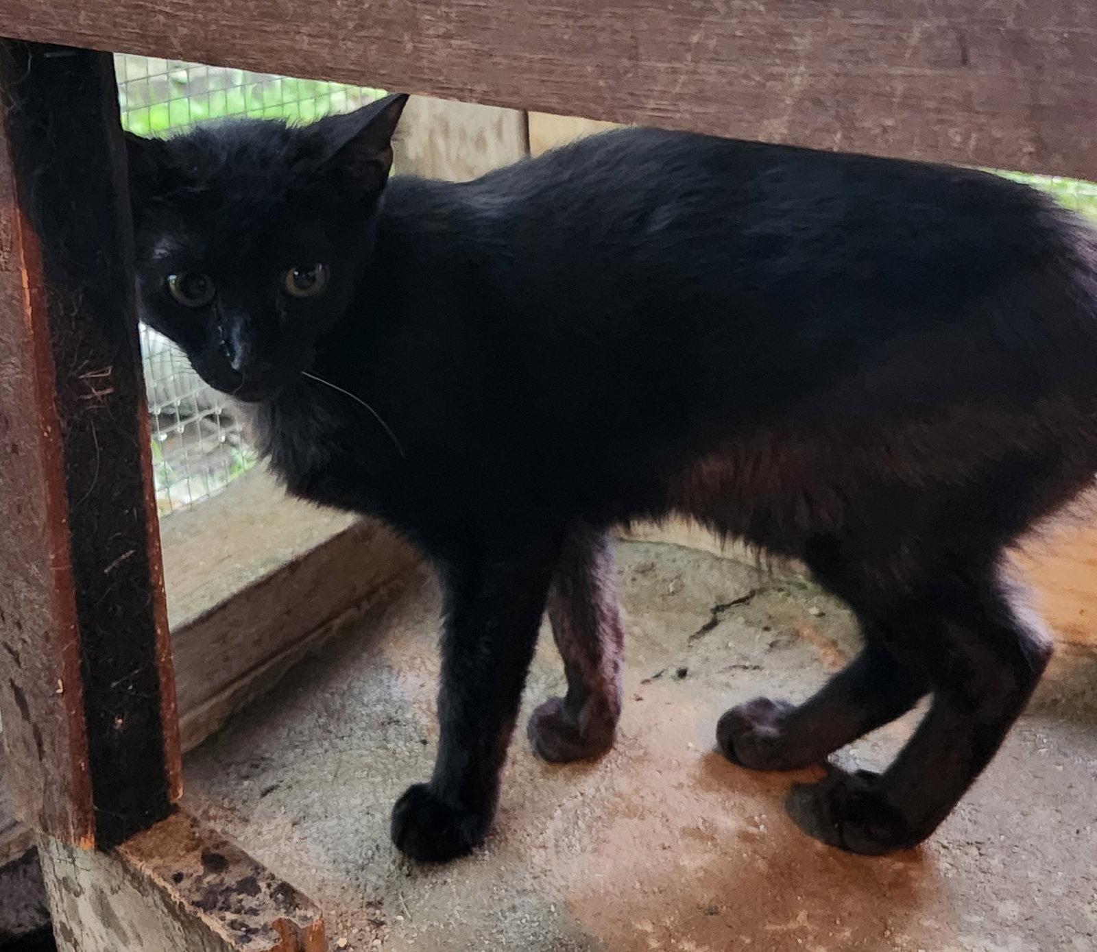 Enlarge Prez, a Adoptable Domestic Short Hair in Crossville, TN image 3/3