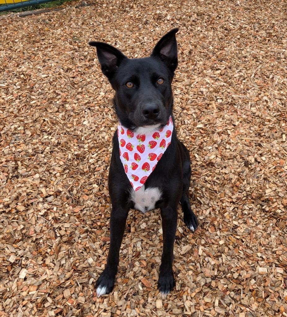 Mia, a Adoptable mixed breed in Logan, UT image 1/5