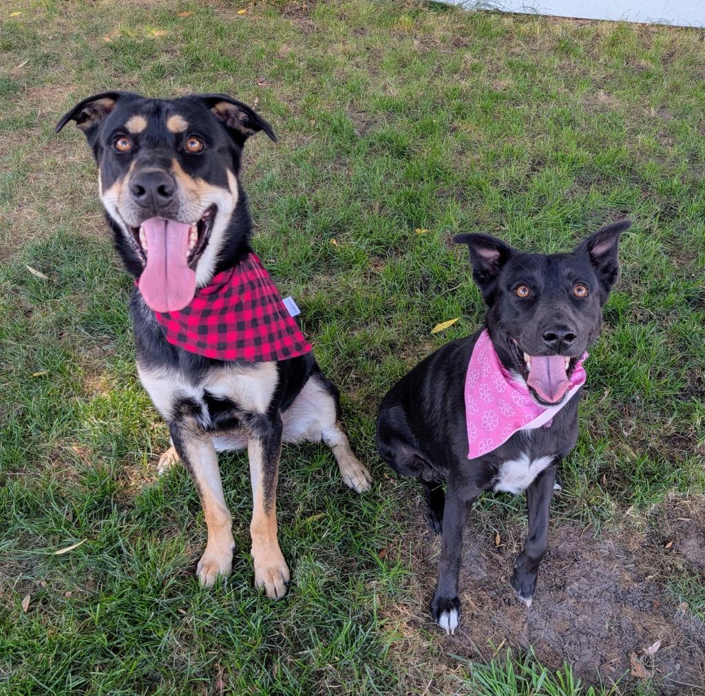 Mia, a Adoptable mixed breed in Logan, UT image 2/5
