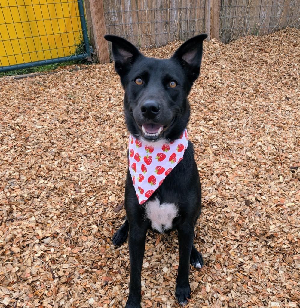 Mia, a Adoptable mixed breed in Logan, UT image 3/5