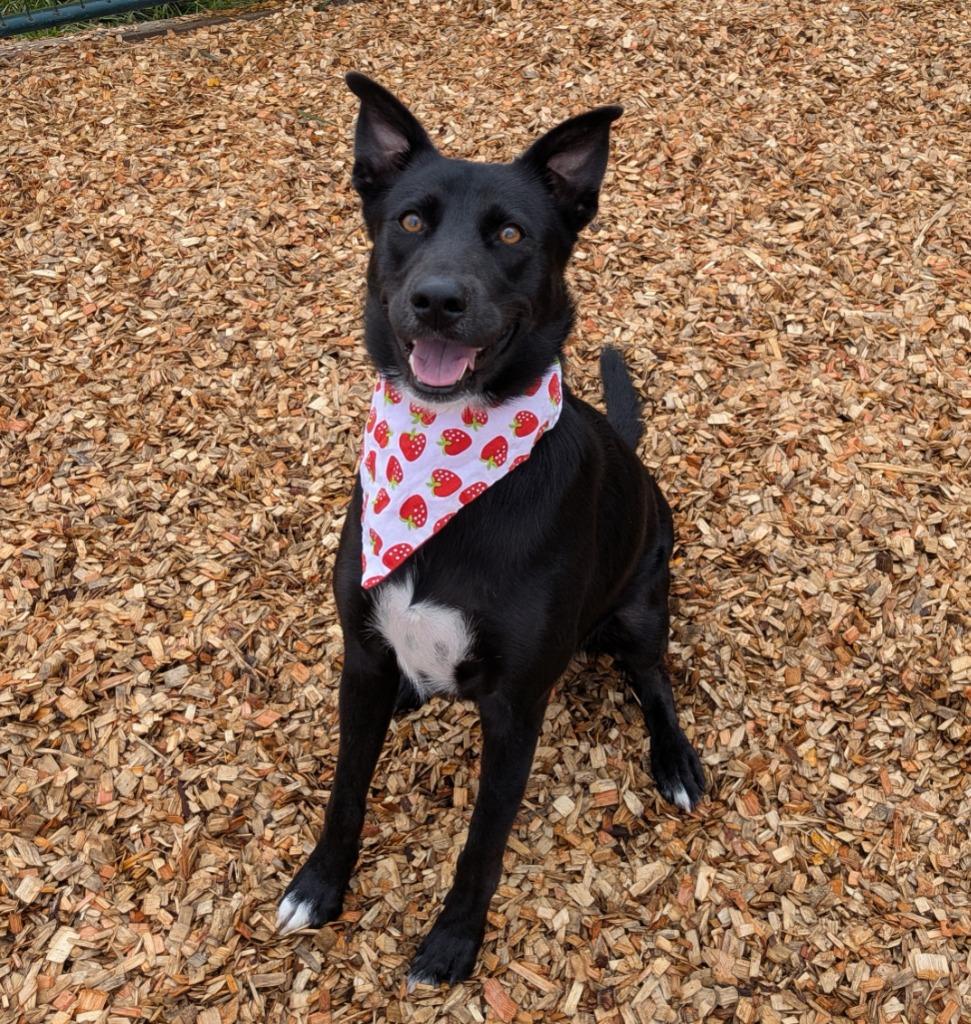Mia, a Adoptable mixed breed in Logan, UT image 5/5