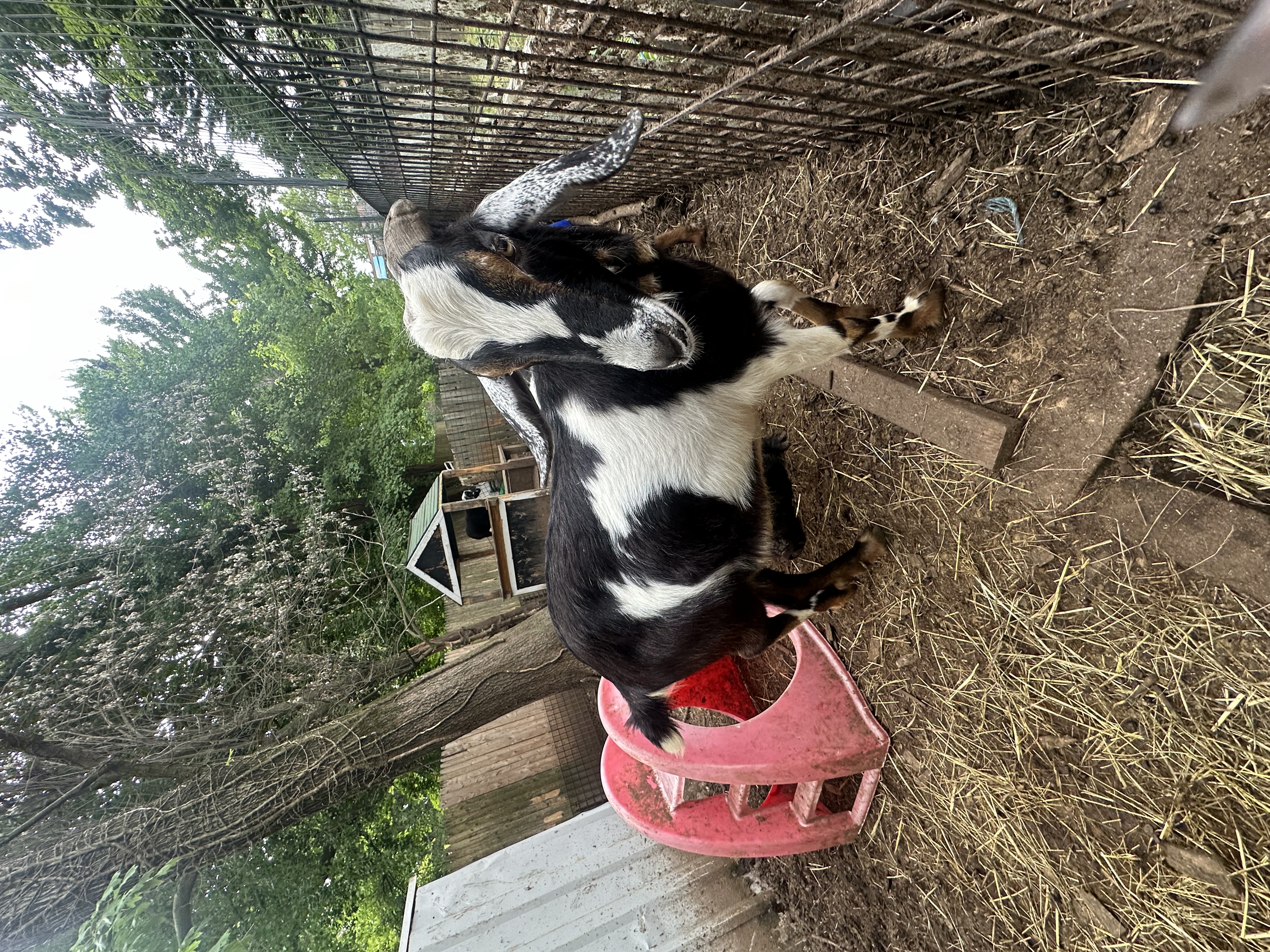 Lambchop, Adoptable, Young Male Nubian & Nigerian Dwarf.