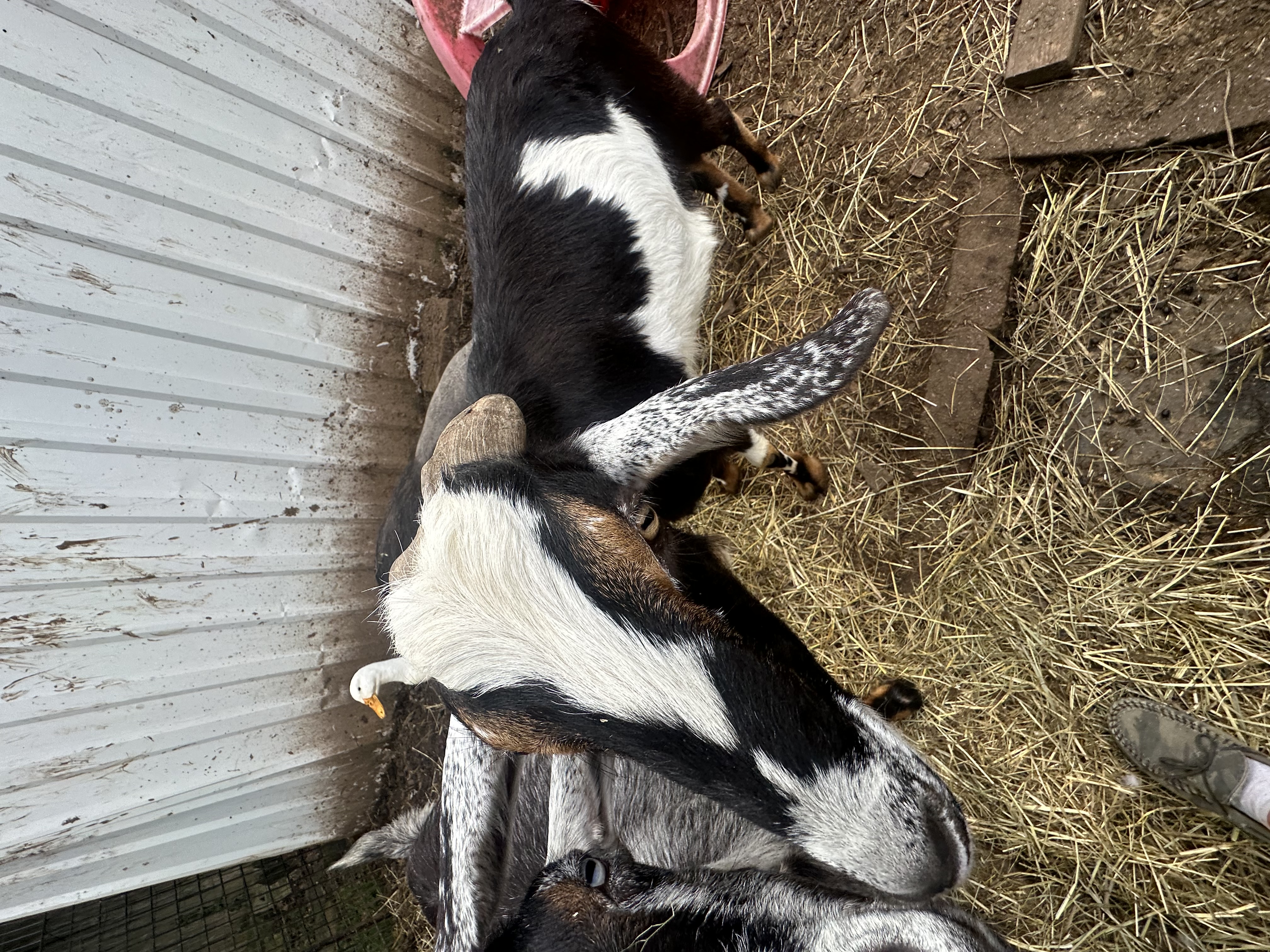 Lambchop, a Adoptable mixed breed in Maple Glen, PA image 2/6