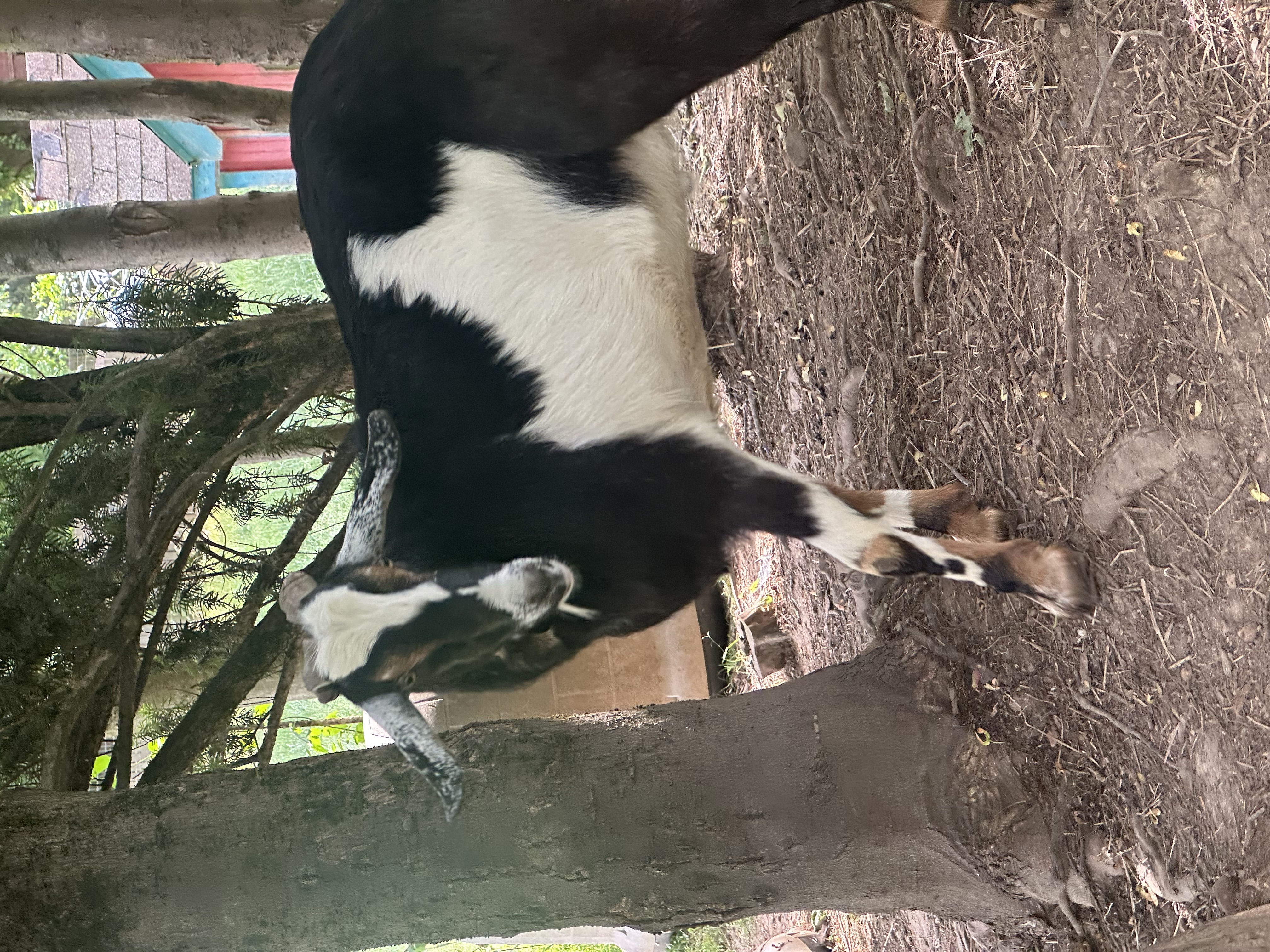 Lambchop, Adoptable, Young Male Nubian & Nigerian Dwarf.