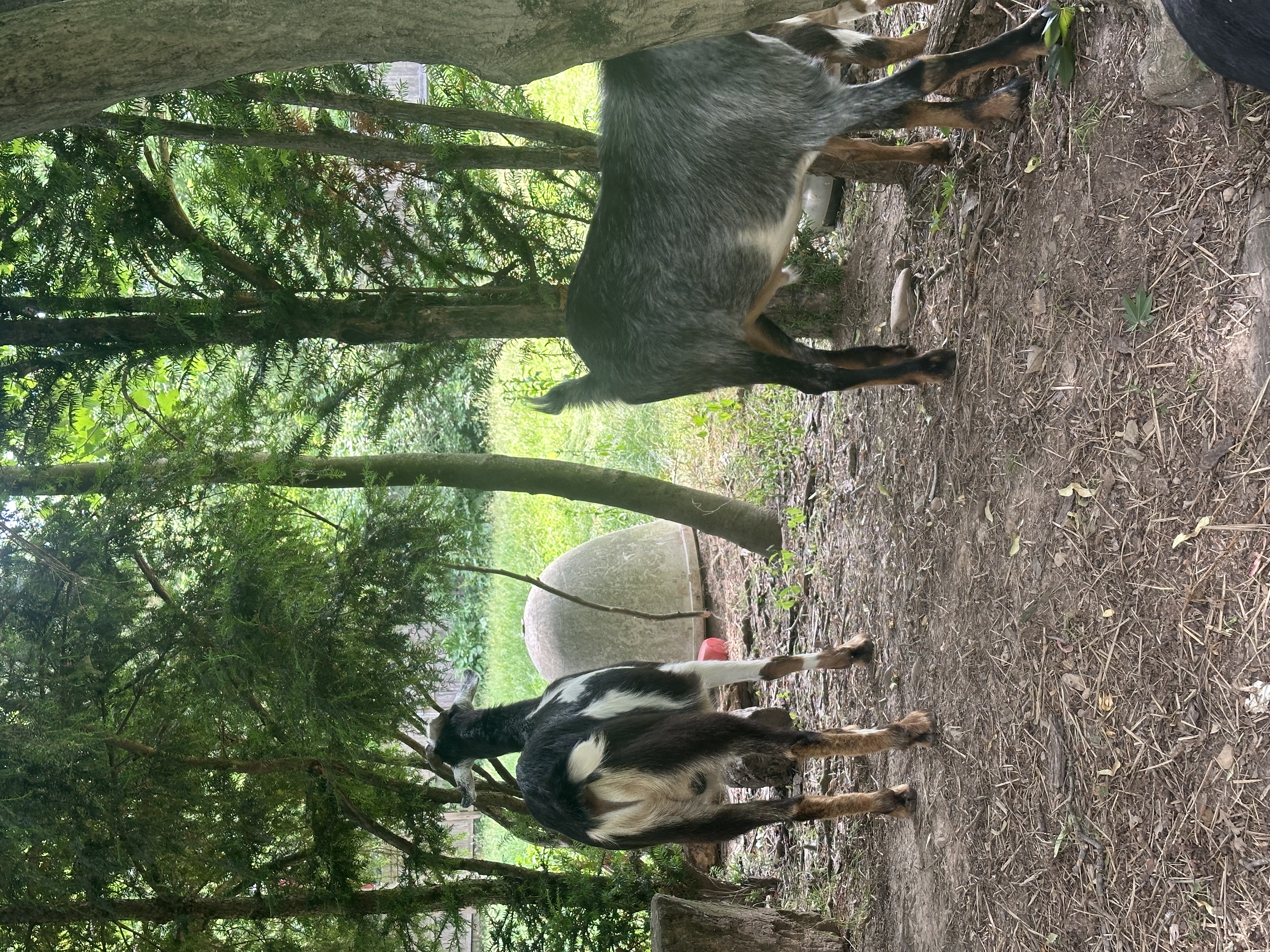 Lambchop, a Adoptable mixed breed in Maple Glen, PA image 4/6