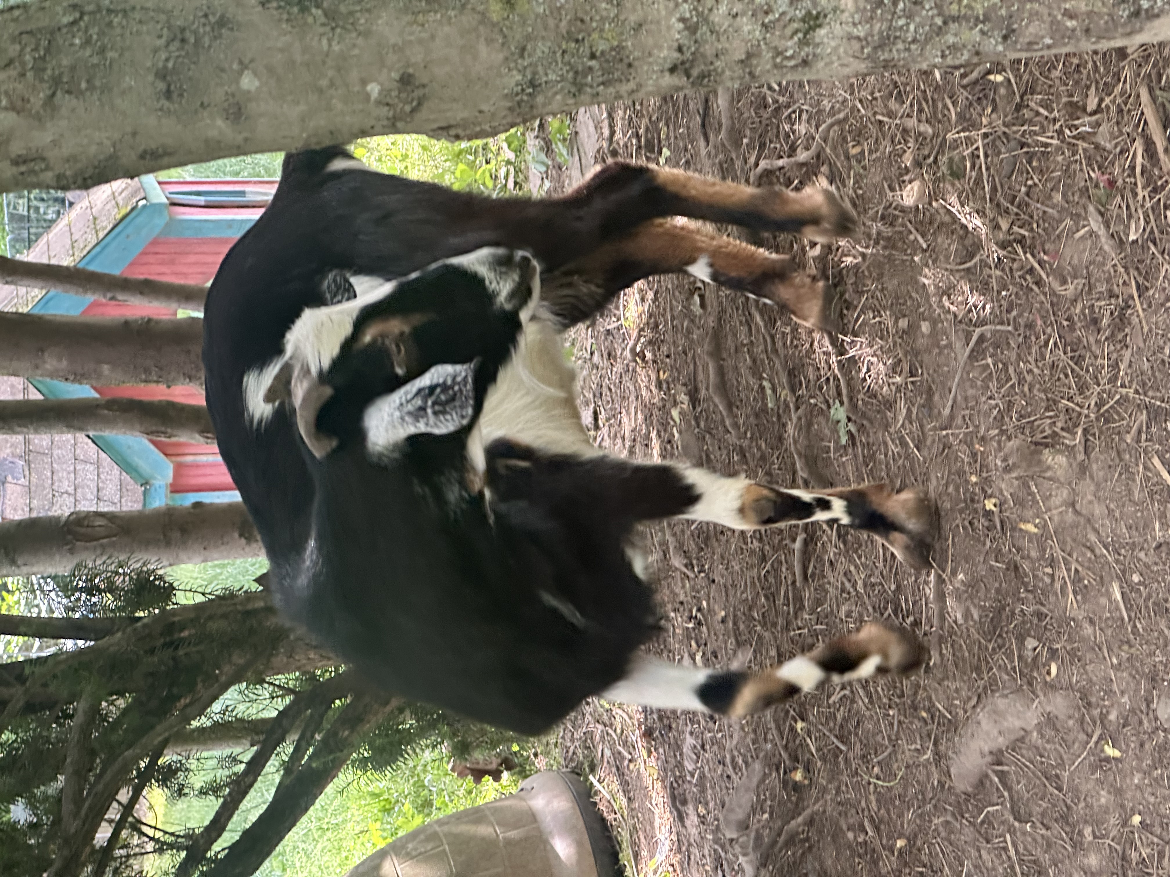 Lambchop, a Adoptable mixed breed in Maple Glen, PA image 5/6