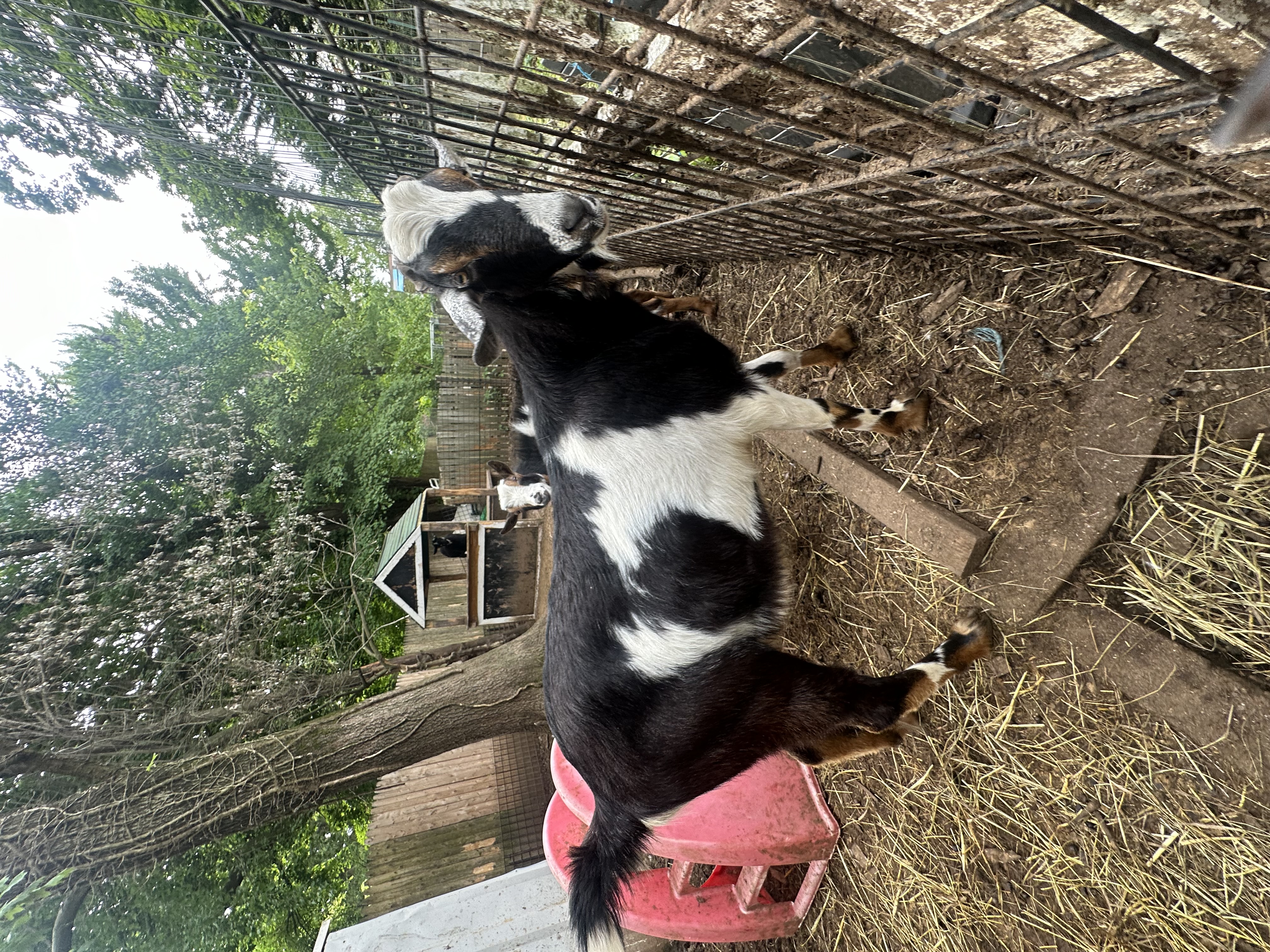 Lambchop, Adoptable, Young Male Nubian & Nigerian Dwarf.