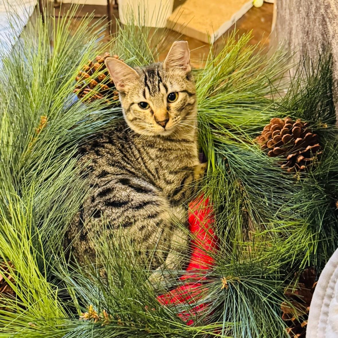 Enlarge Martie, a Adoptable Tabby in Allen, TX image 1/6