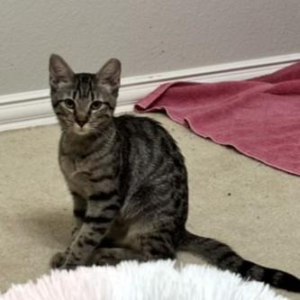 Enlarge Martie, a Adoptable Tabby in Allen, TX image 4/6