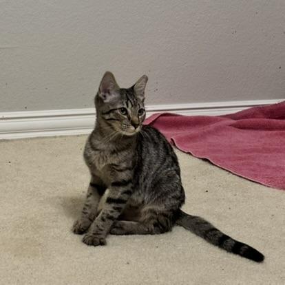 Enlarge Martie, a Adoptable Tabby in Allen, TX image 6/6