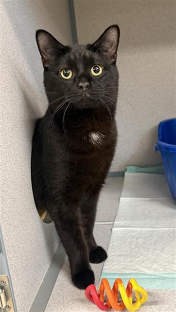 BREAD PUDDING, Adoptable, Young Male Domestic Short Hair.