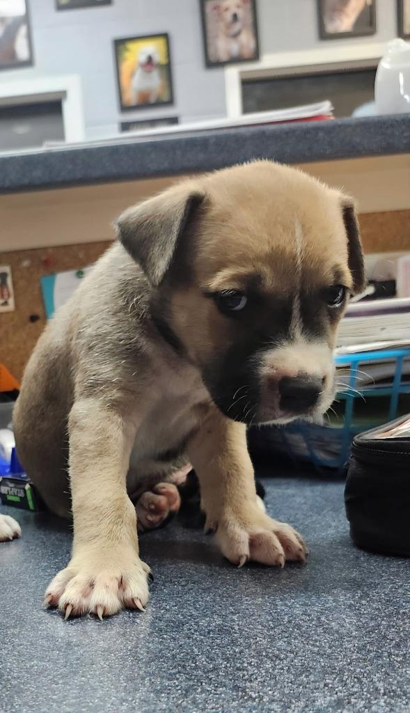 Enlarge Mr. Incredible, a Adoptable mixed breed in Brownwood, TX image 1/1