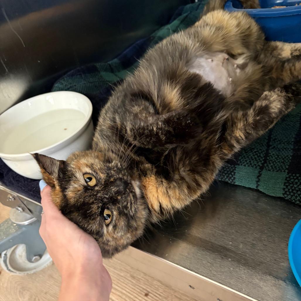 Lady Gaga — thumbnail 3