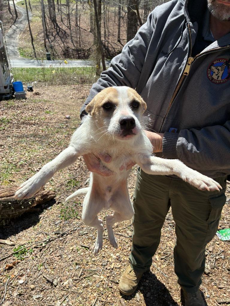 Blarney Finn- Available for Adoption, Adoptable, Young Male Mixed Breed.