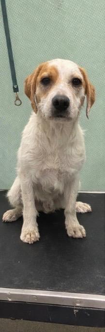 Enlarge Blarney Finn- Available for Adoption, a Adoptable mixed breed in Chickamauga , GA image 2/3