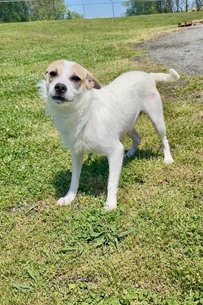 Enlarge Blarney Finn- Available for Adoption, a Adoptable mixed breed in Chickamauga , GA image 3/3