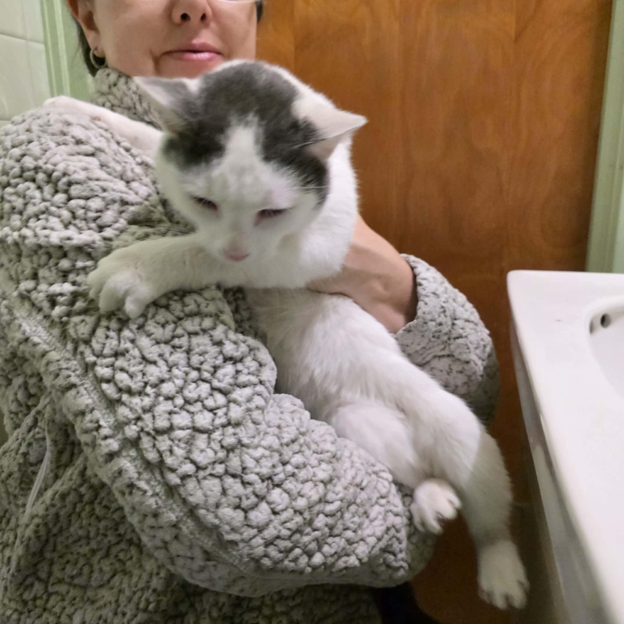 Enlarge Grady, a ADOPTABLE mixed breed in Chicago, IL image 3/6