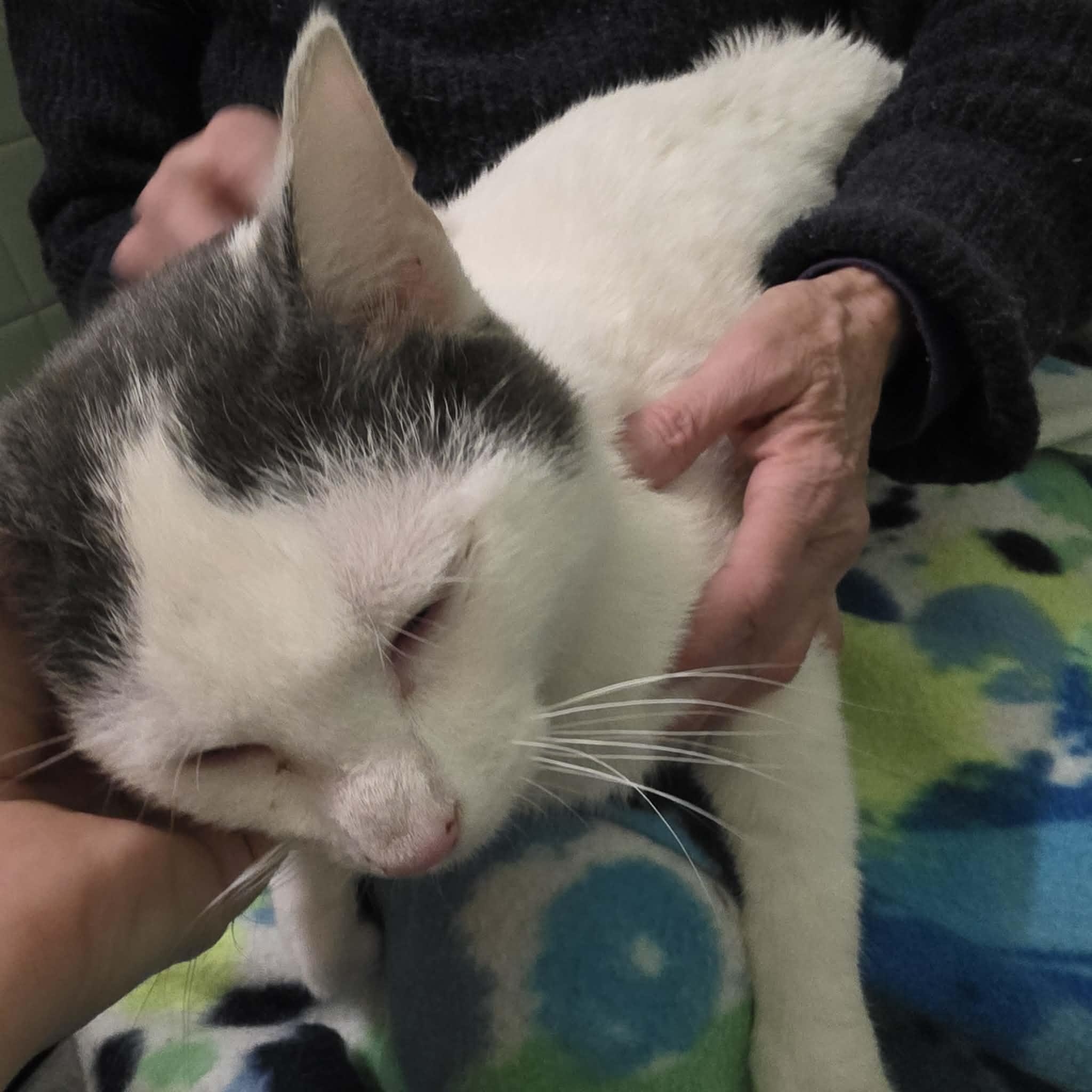 Enlarge Grady, a ADOPTABLE mixed breed in Chicago, IL image 2/6