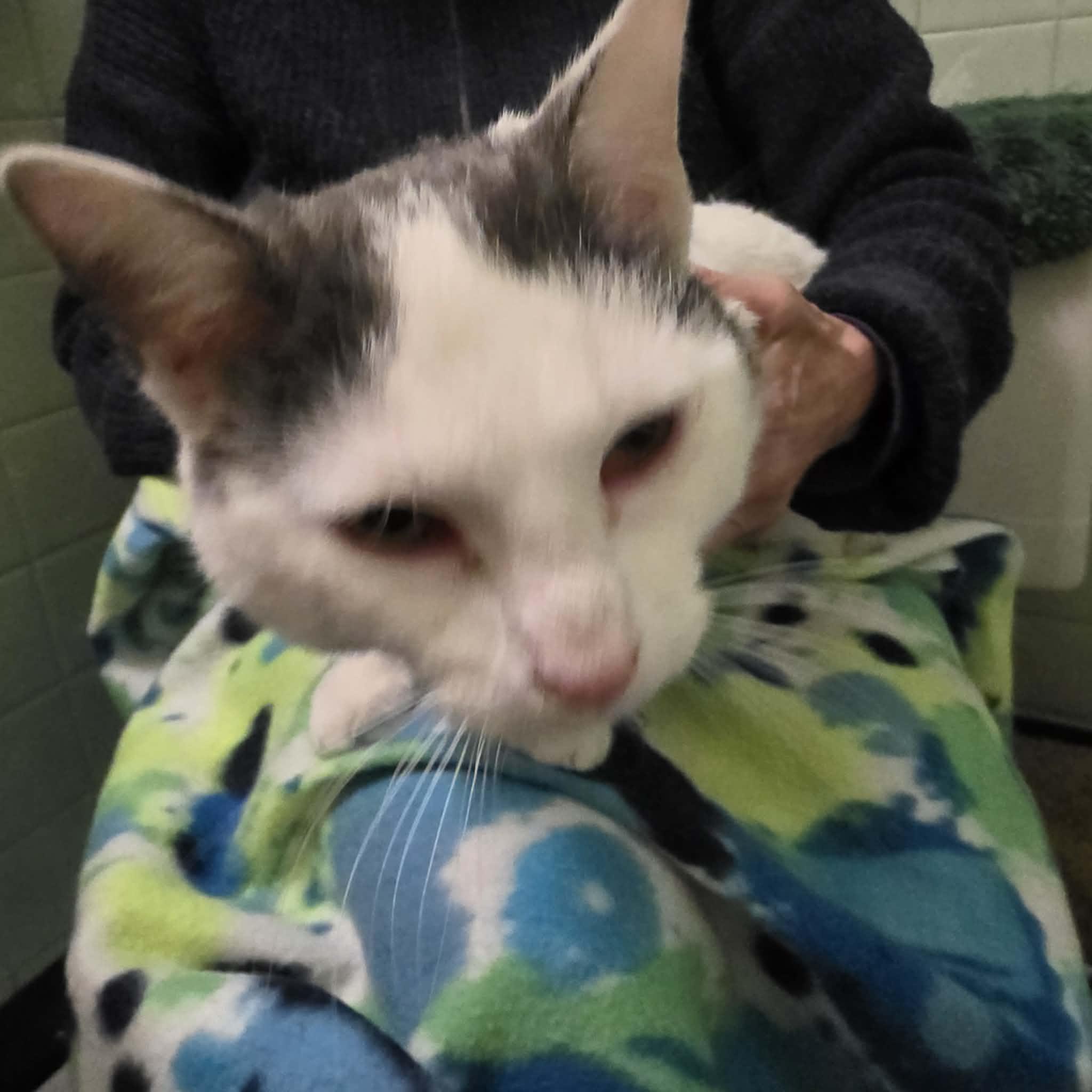 Enlarge Grady, a ADOPTABLE mixed breed in Chicago, IL image 4/6