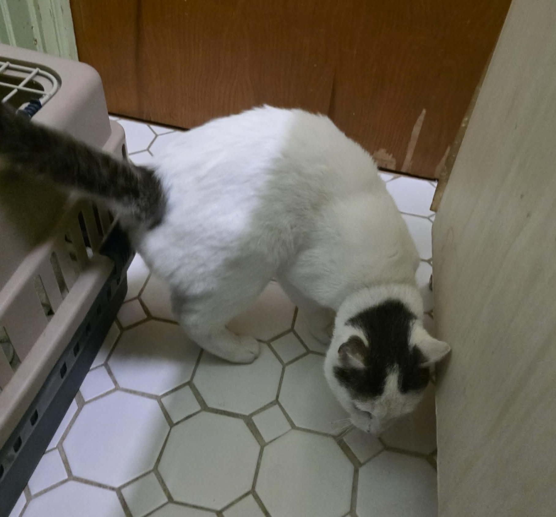 Enlarge Grady, a ADOPTABLE mixed breed in Chicago, IL image 6/6