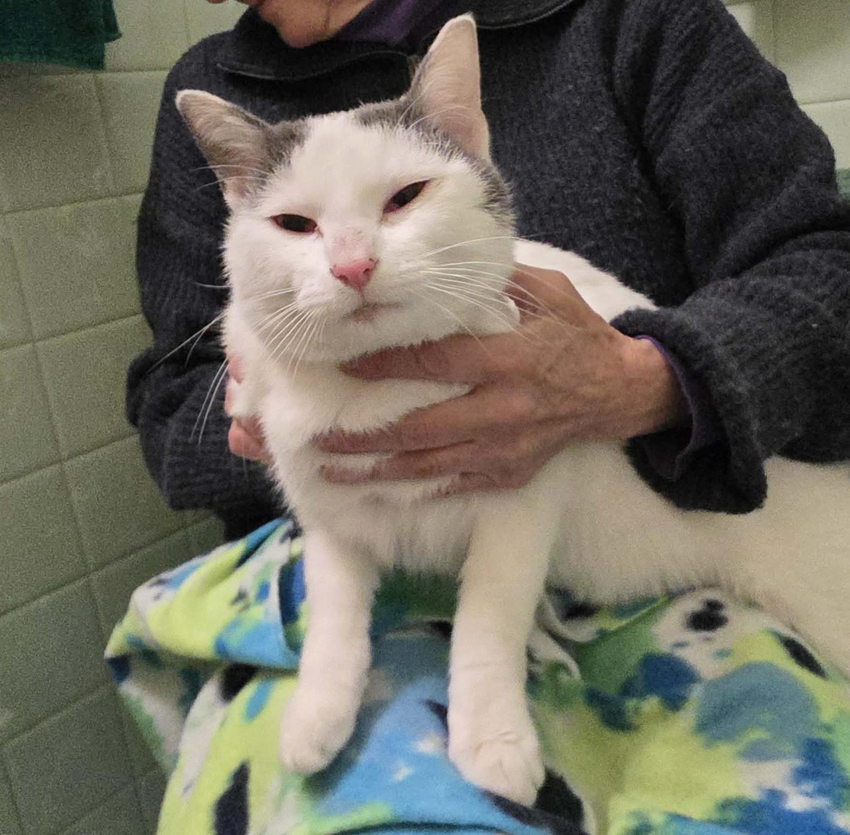 Grady, ADOPTABLE, Adult Male Domestic Short Hair.