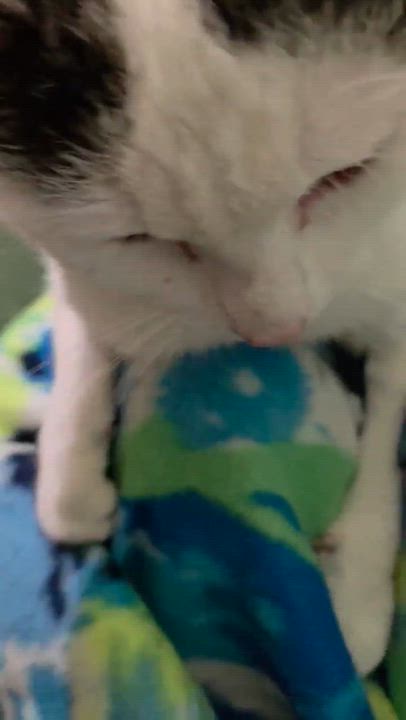 Enlarge Grady, a ADOPTABLE mixed breed in Chicago, IL video 5/6