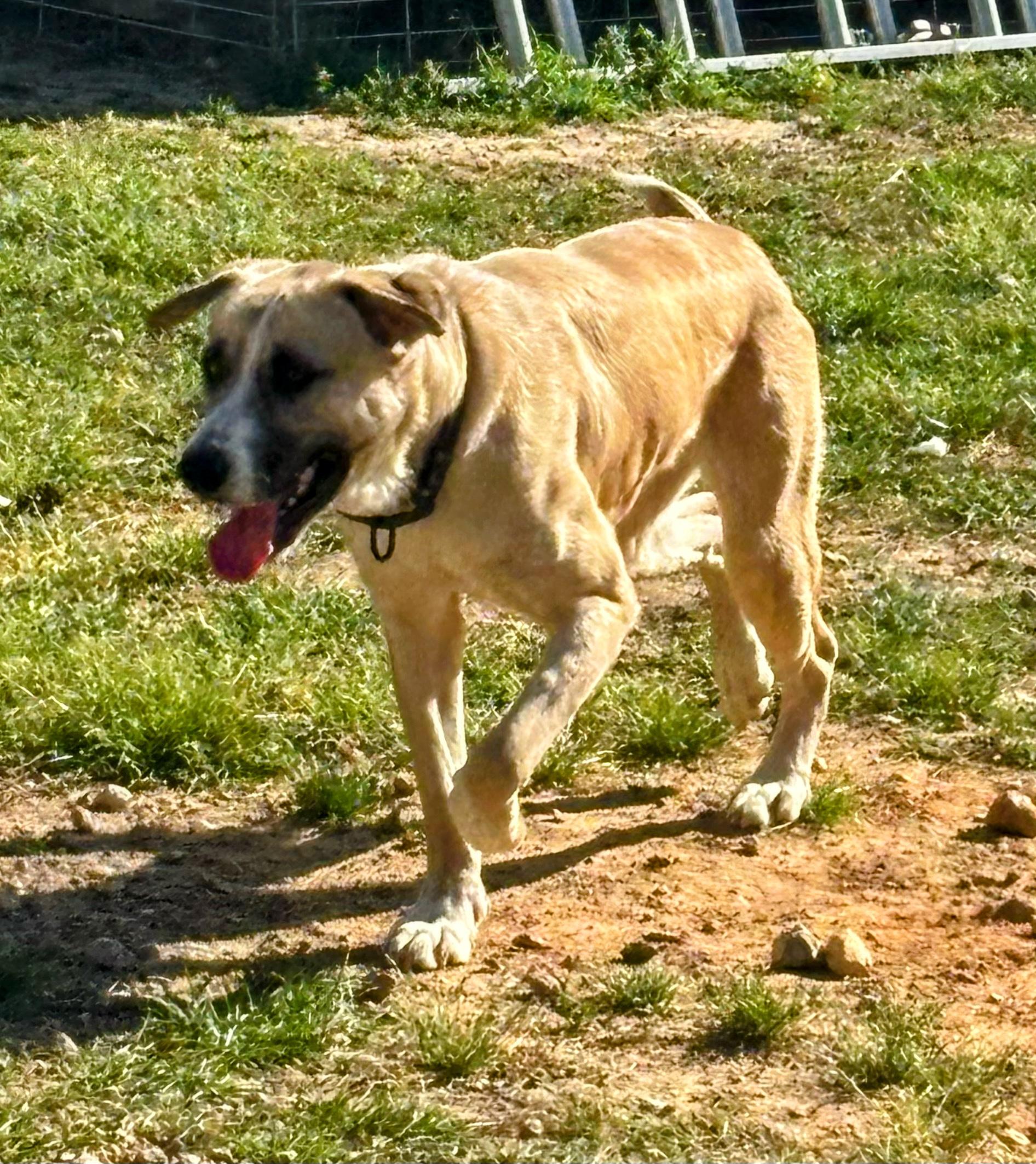 Ringo, Adult Male Anatolian Shepherd