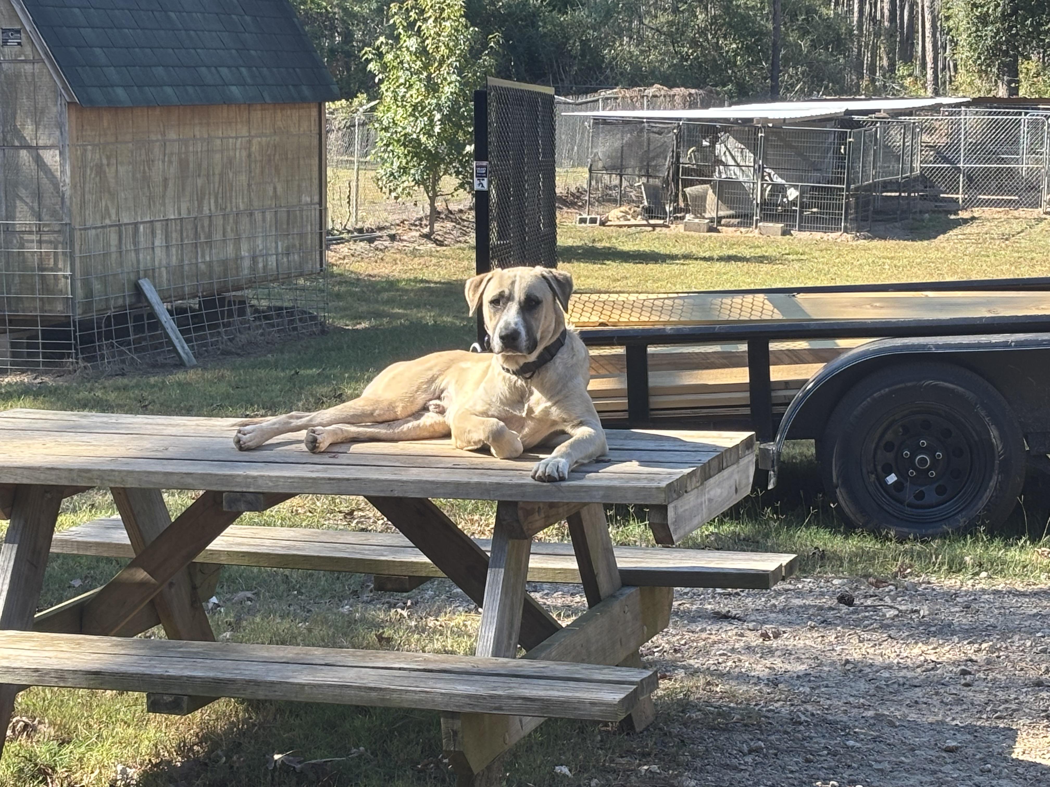 Enlarge Ringo, a Adoptable mixed breed in Coldspring, TX image 1/5