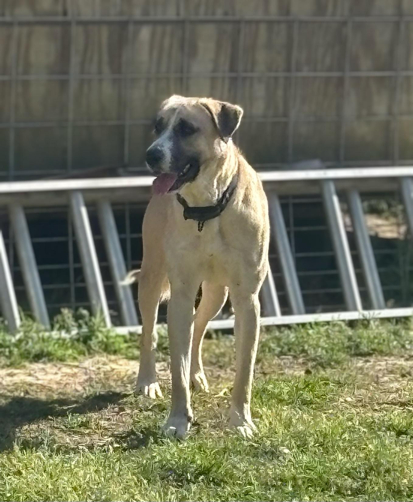 Enlarge Ringo, a Adoptable mixed breed in Coldspring, TX image 3/5