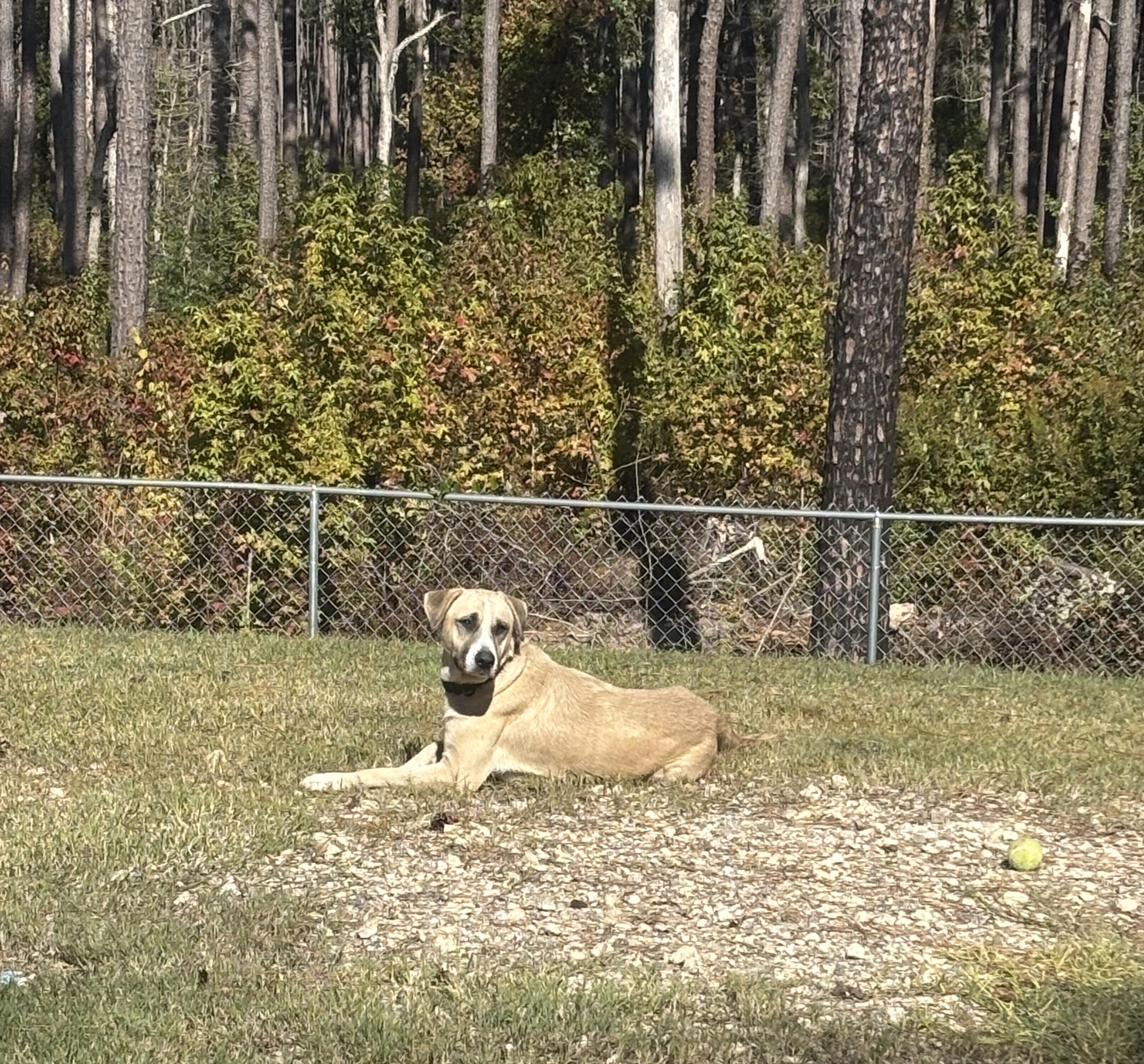 Enlarge Ringo, a Adoptable mixed breed in Coldspring, TX image 4/5