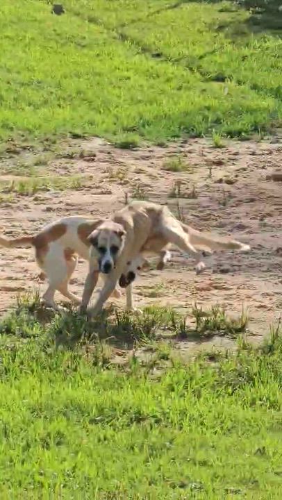 Enlarge Ringo, a Adoptable mixed breed in Coldspring, TX video 5/5