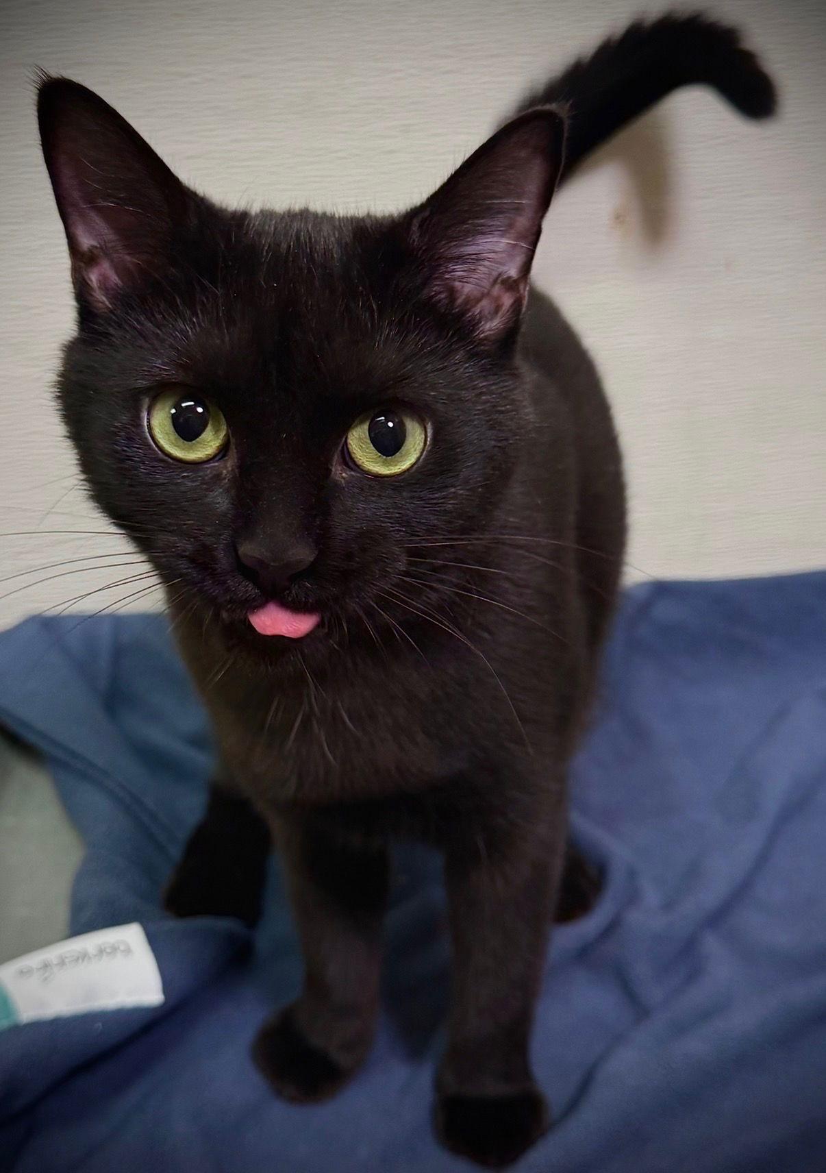 Enlarge Galaxy, a Adoptable Domestic Short Hair in Cary, NC image 1/3