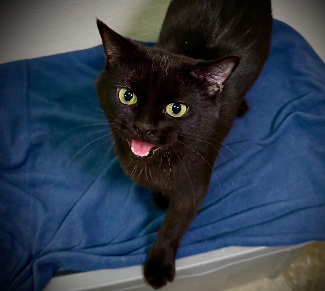 Enlarge Galaxy, a Adoptable Domestic Short Hair in Cary, NC image 2/3