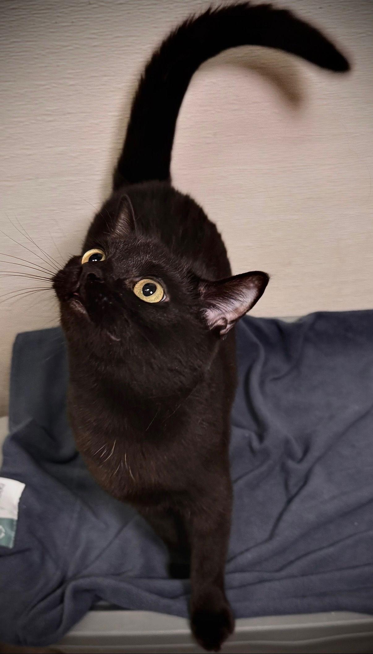 Enlarge Galaxy, a Adoptable Domestic Short Hair in Cary, NC image 3/3