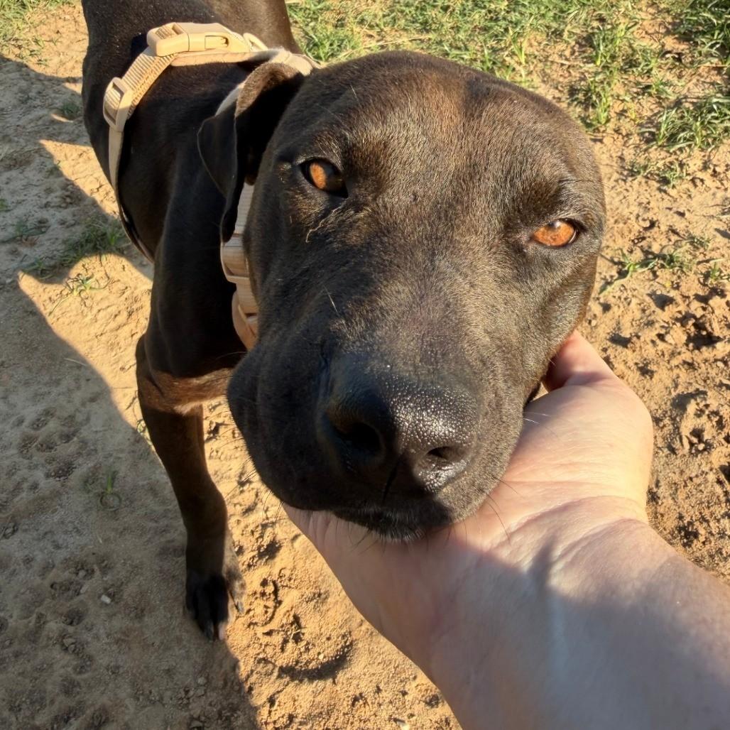Panther, ADOPTABLE, Adult Male American Staffordshire Terrier.