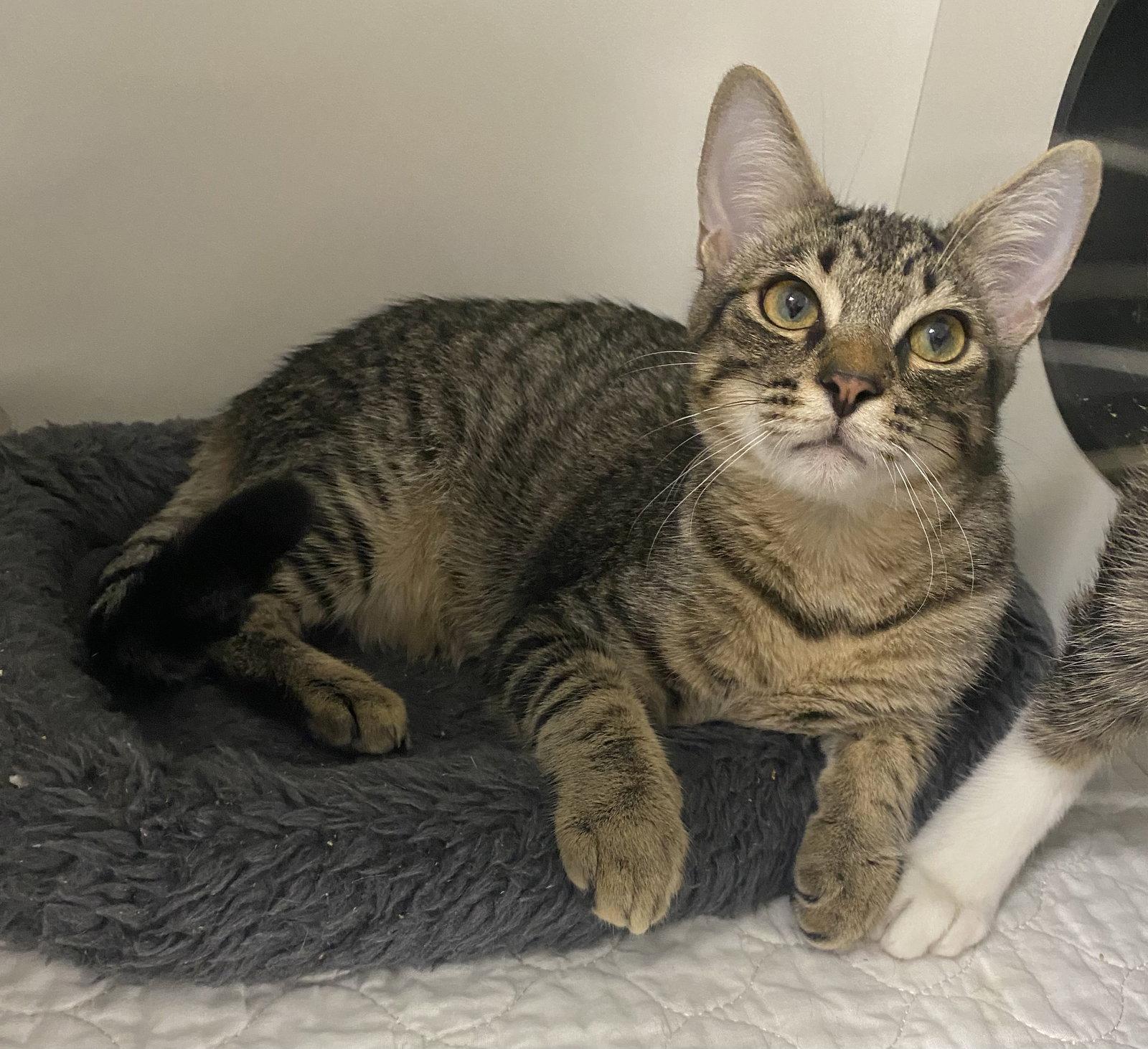 Eminem, a Adopted Domestic Short Hair in Satellite Beach, FL image 1/3