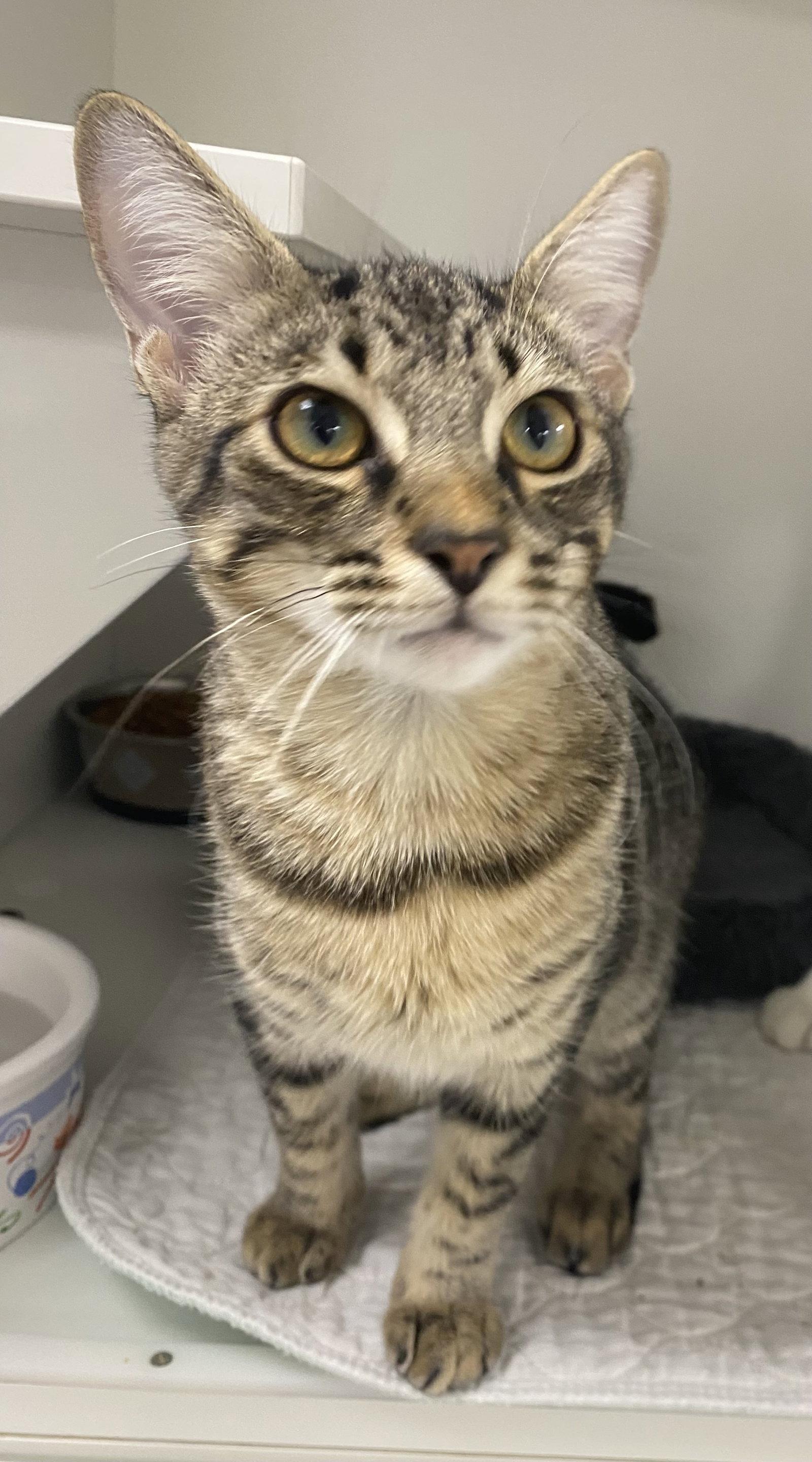 Eminem, a Adopted Domestic Short Hair in Satellite Beach, FL image 2/3