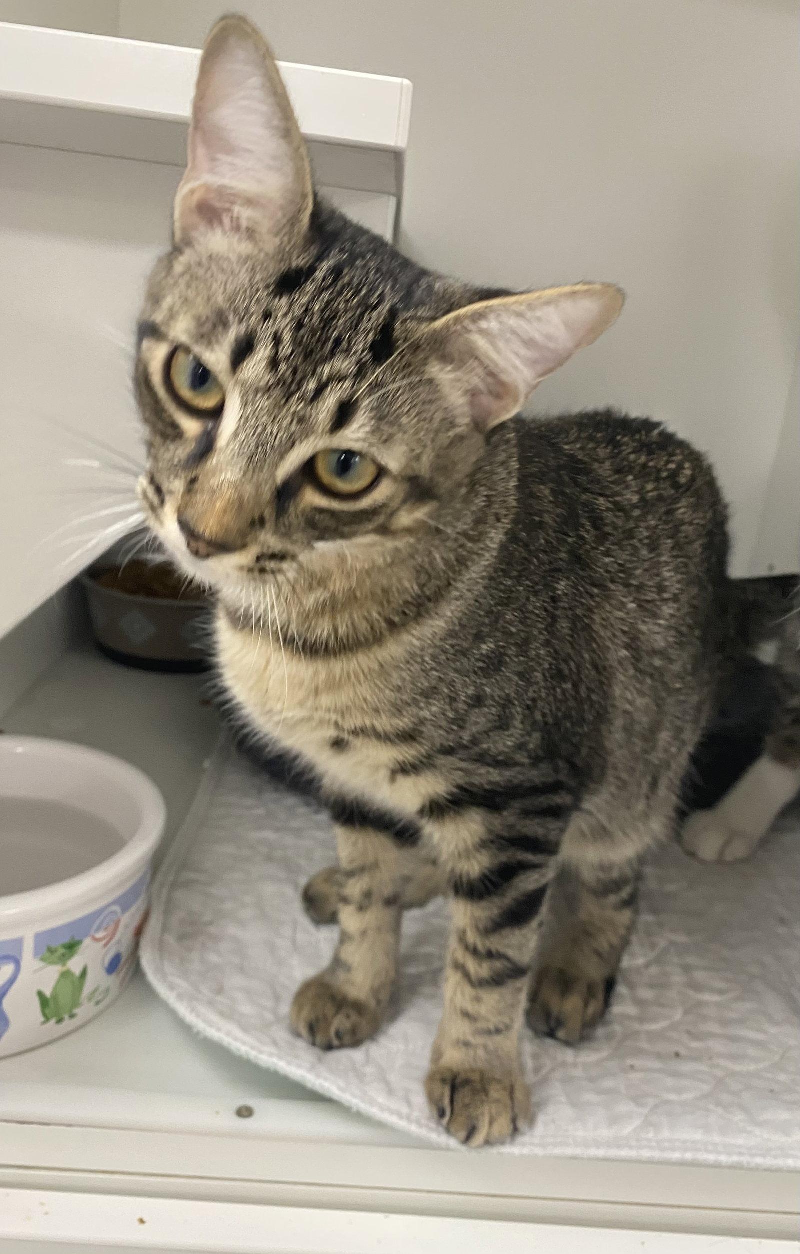 Eminem, a Adopted Domestic Short Hair in Satellite Beach, FL image 3/3