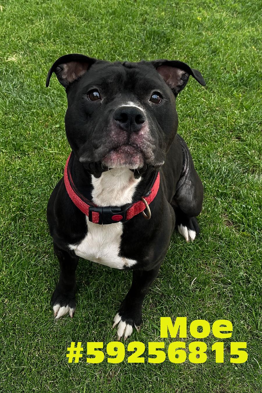 Enlarge Moe, a Adoptable mixed breed in Wilkes Barre, PA image 1/1